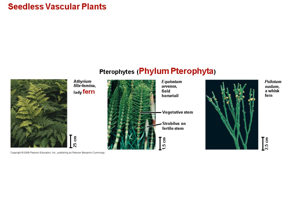 Seedless Vascular Plants Pterophytes (Phylum Pterophyta) Athyrium filix-femina, lady fern Vegetative stem Strobilus on